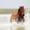 Mare Horse In Water Paint By Numbers