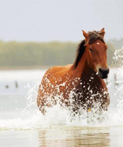 Mare Horse In Water Paint By Numbers