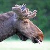 Moose Head Animal Paint By Numbers