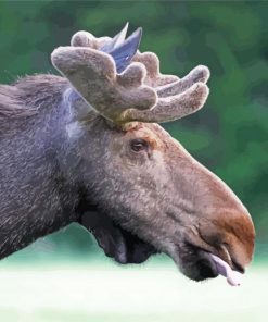 Moose Head Animal Paint By Numbers