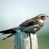 Nightjars Bird Paint By Numbers