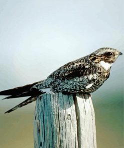 Nightjars Bird Paint By Numbers