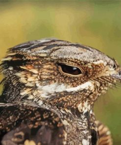 Nightjars Head Paint By Numbers