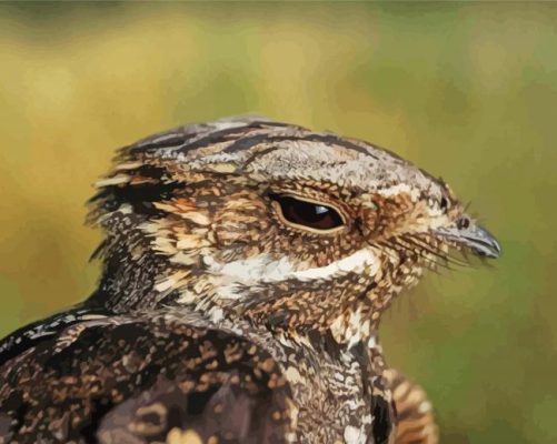 Nightjars Head Paint By Numbers