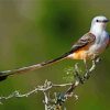 Oklahoma Flycatcher On Tree Paint By Numbers