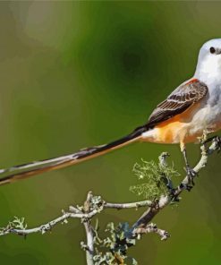 Oklahoma Flycatcher On Tree Paint By Numbers