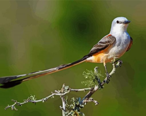 Oklahoma Flycatcher On Tree Paint By Numbers