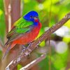 Painted Bunting Bird Paint By Numbers