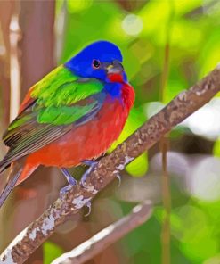 Painted Bunting Bird Paint By Numbers