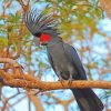 Palm Cockatoo On A Tree Branch Paint By Numbers