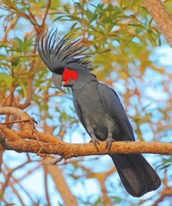 Palm Cockatoo On A Tree Branch Paint By Numbers