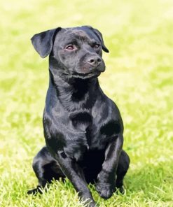 Patterdale Terrier Animal Paint By Numbers