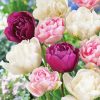 Peony Tulip Flowers Paint By Numbers