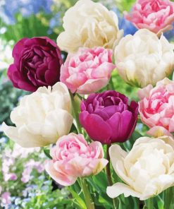 Peony Tulip Flowers Paint By Numbers