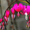 Pink Bleeding Heart Plant Paint By Number