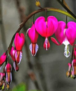 Pink Bleeding Heart Plant Paint By Number