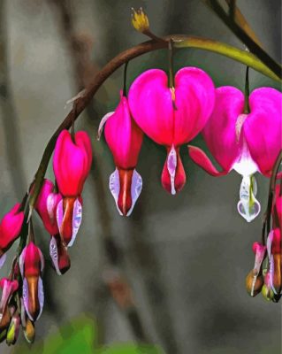 Pink Bleeding Heart Plant Paint By Number