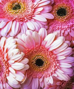 Pink Sunflowers Paint By Number