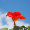 Red Nasturtium Paint By Numbers