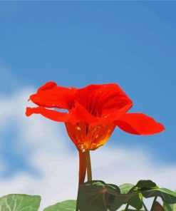 Red Nasturtium Paint By Numbers