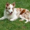 Red And White Border Collie Paint By Numbers