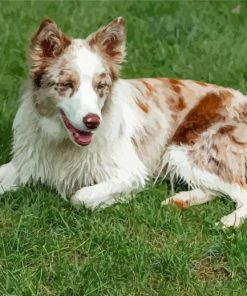 Red And White Border Collie Paint By Numbers