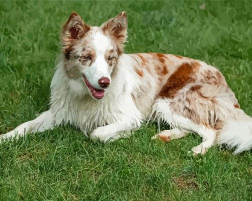 Red And White Border Collie Paint By Numbers