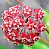 Red Hoya Flowers Paint By Numbers