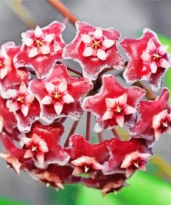 Red Hoya Flowers Paint By Numbers