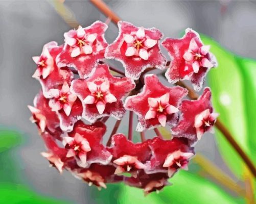 Red Hoya Flowers Paint By Numbers