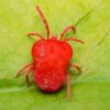 Red Spider On Green Leaf Paint By Numbers