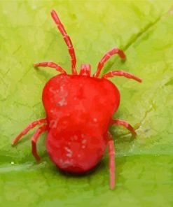 Red Spider On Green Leaf Paint By Numbers