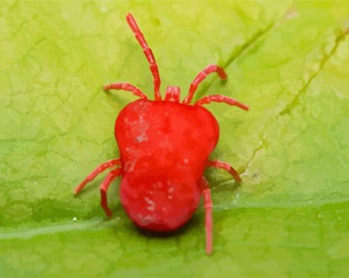 Red Spider On Green Leaf Paint By Numbers