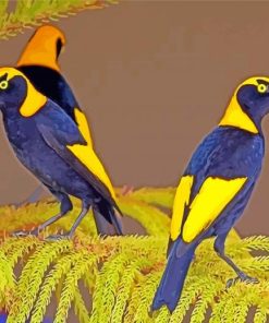 Regent Bowerbirds Paint By Numbers