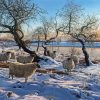 Sheep In Snow Paint By Numbers