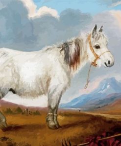 Shetland Pony Paint By Numbers