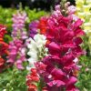 Snapdragons Flowers Paint By Numbers