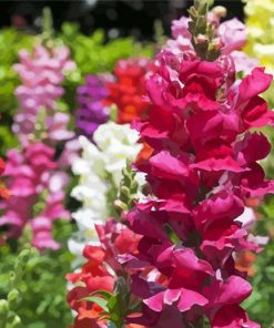 Snapdragons Flowers Paint By Numbers