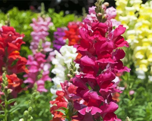 Snapdragons Flowers Paint By Numbers