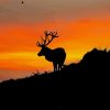 Sunrise Deer Paint By Numbers