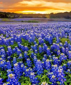 Texas Bluebonnets Field Paint By Numbers