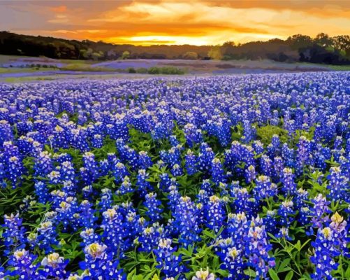 Texas Bluebonnets Field Paint By Numbers