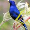 The Bowerbird Paint By Numbers