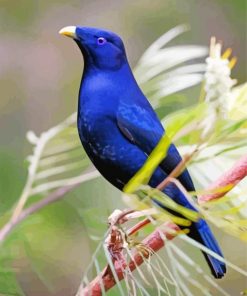 The Bowerbird Paint By Numbers