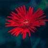 The Red Gerbera Daisy Paint By Numbers