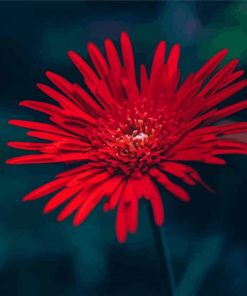 The Red Gerbera Daisy Paint By Numbers