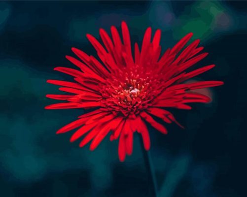 The Red Gerbera Daisy Paint By Numbers