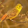 The Yellowhammer Bird Paint By Numbers