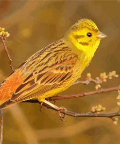 The Yellowhammer Bird Paint By Numbers