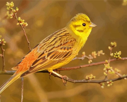 The Yellowhammer Bird Paint By Numbers